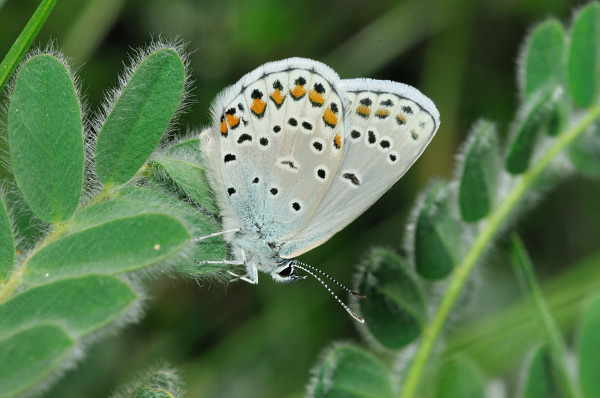 Plebejus (Plebijides) pylaon  trappi /  Plebejus trappi